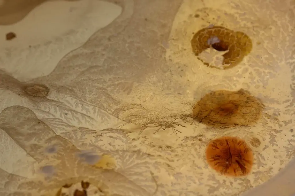 Microbial Space Reading Room 2019 Iona Man design museum