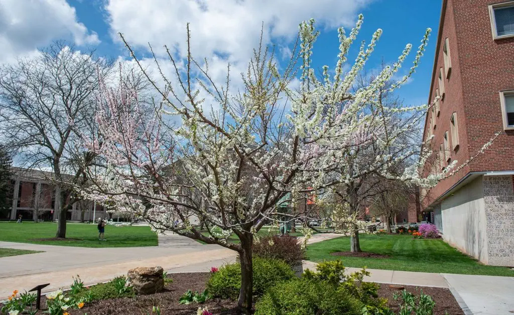 Tree of 40 Fruit, by Sam van Aken